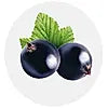 Blackcurrant