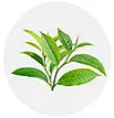 Tea Tree