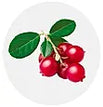 Bearberry